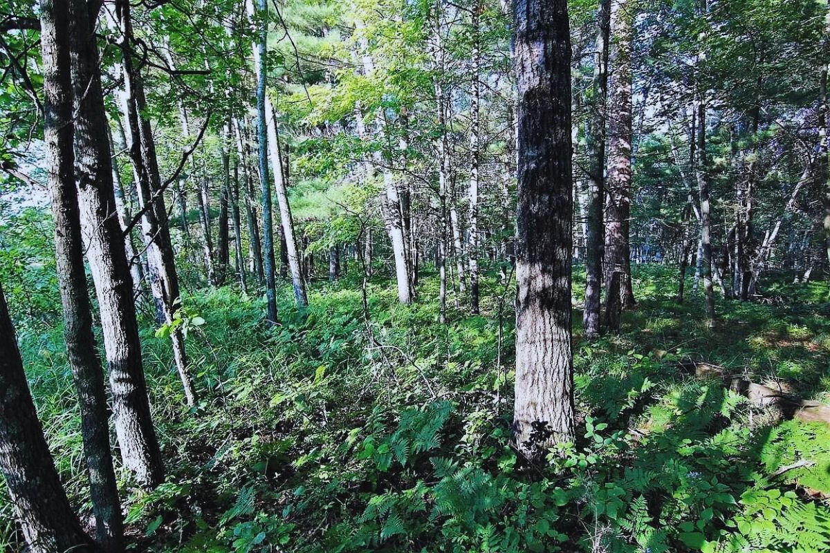 Catskill Cir, Breezy Point, MN 56472, USA