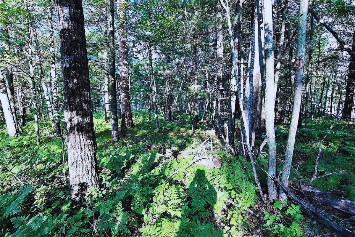 Catskill Cir, Breezy Point, MN 56472, USA